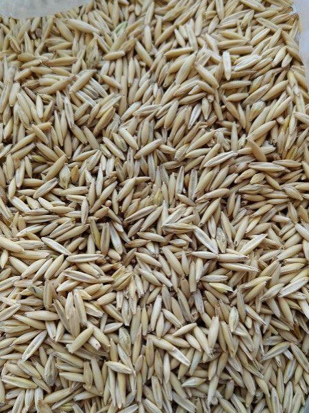 Підготовка субстрату до інокуляції