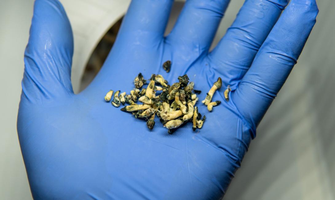 Псилоцибін та залежність: нові горизонти в лікуванні поведінкових розладів