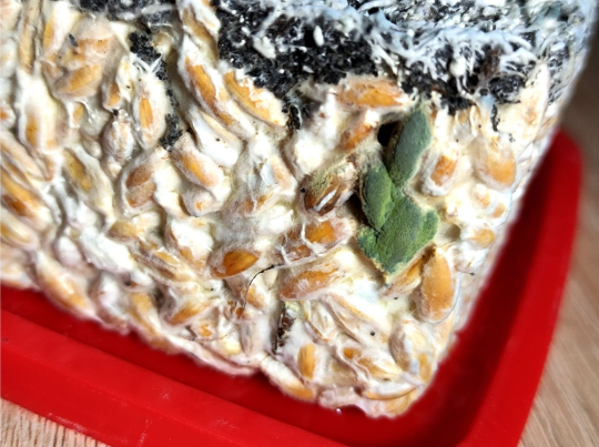 Хто така триходерма?