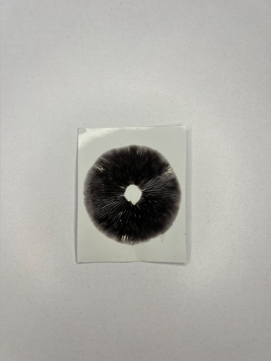 Як зробити якісний відбиток гриба.