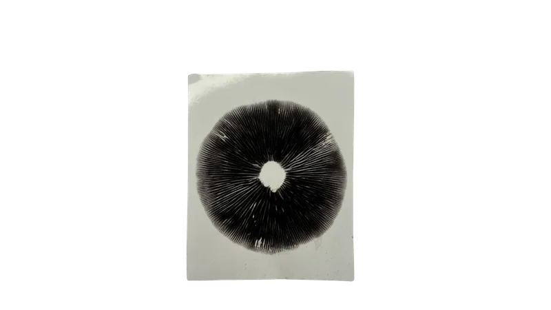 Спорові відбитки