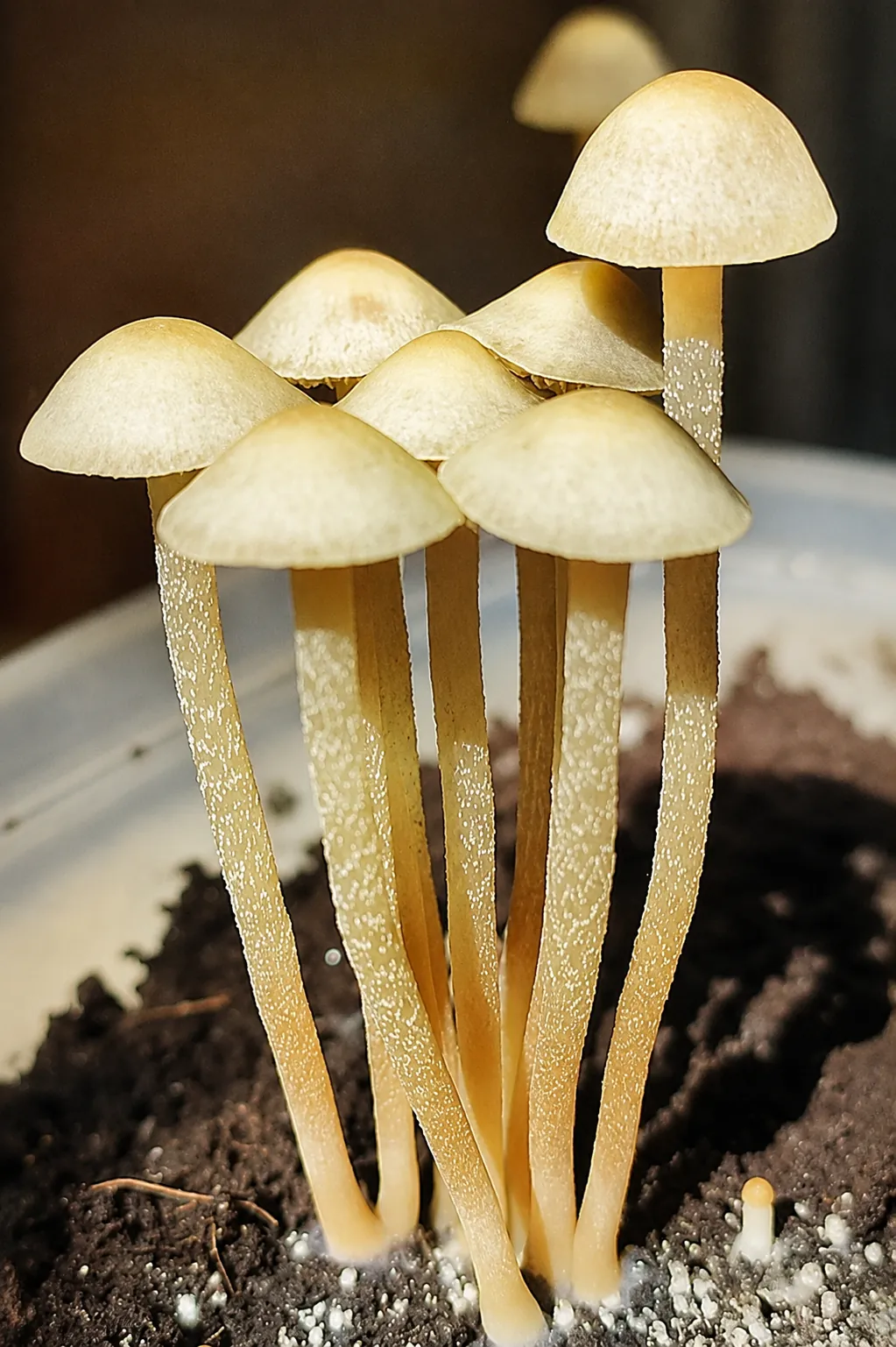 Спорові відбитки Panaeolus Cyanescens – Weza