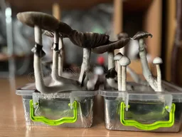 Спорові відбитки Cubensis Albino A +