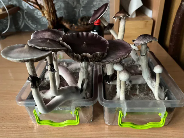 Спорові відбитки Cubensis Albino A +