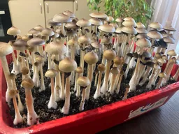 Спорові відбитки Cubensis Albino A +