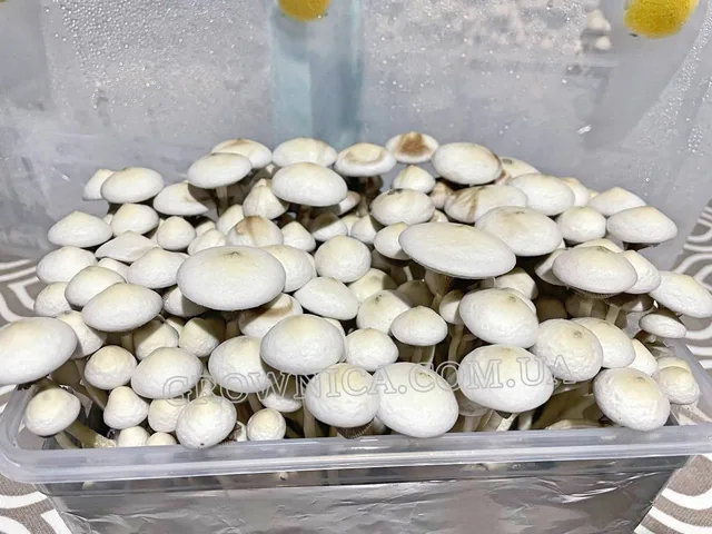 Спорові відбитки Cubensis Rusty White