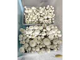 Спорові відбитки Cubensis Rusty White