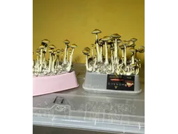 Спорові відбитки Cubensis Ecuador