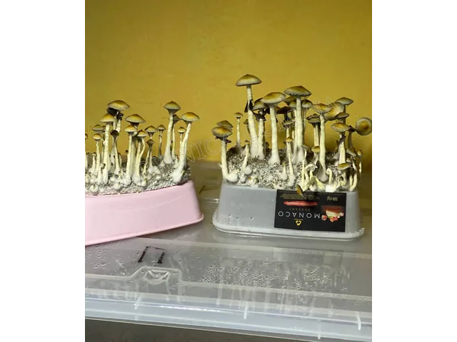 Спорові відбитки Cubensis Ecuador