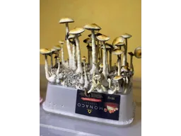 Спорові відбитки Cubensis Ecuador