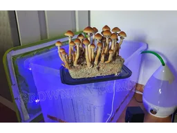 Спорові відбитки Cubensis Golden Teacher — купити | Grownica