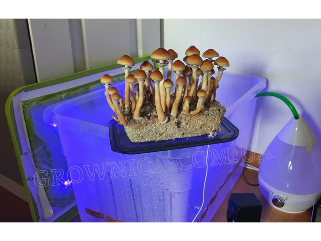 Спорові відбитки Cubensis Golden Teacher — купити | Grownica