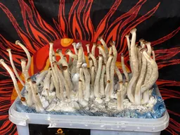 Спорові відбитки Galindoi