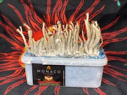 Спорові відбитки Galindoi