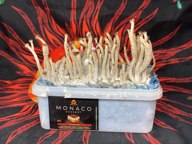 Спорові відбитки Galindoi