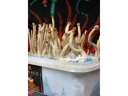 Спорові відбитки Galindoi