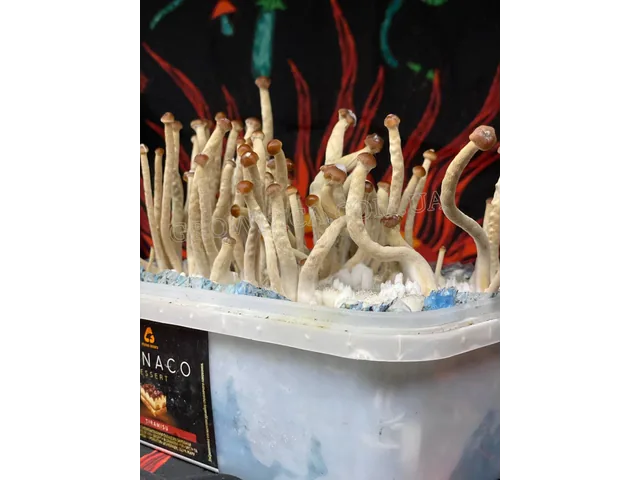 Спорові відбитки Galindoi