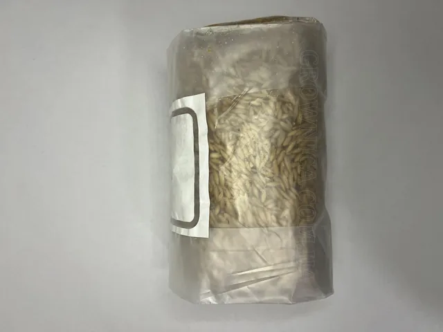 sterylʹnyy zernovyy substrat