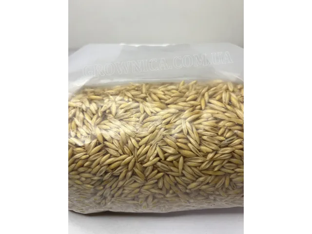 sterylʹnyy zernovyy substrat oves