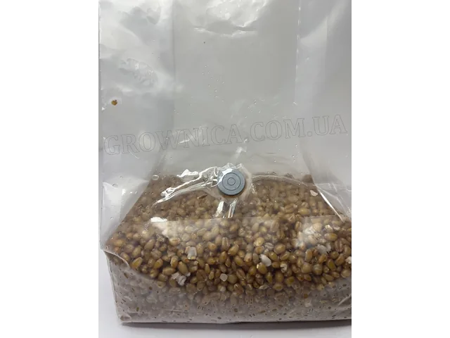 sterilnij-substrat-psilocibe