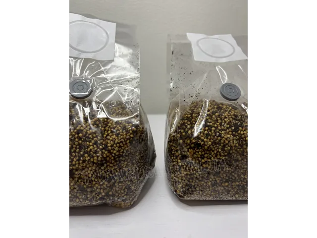 Стерильний зерновий субстрат (просо)