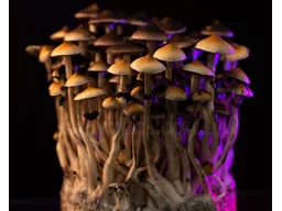 cubensis