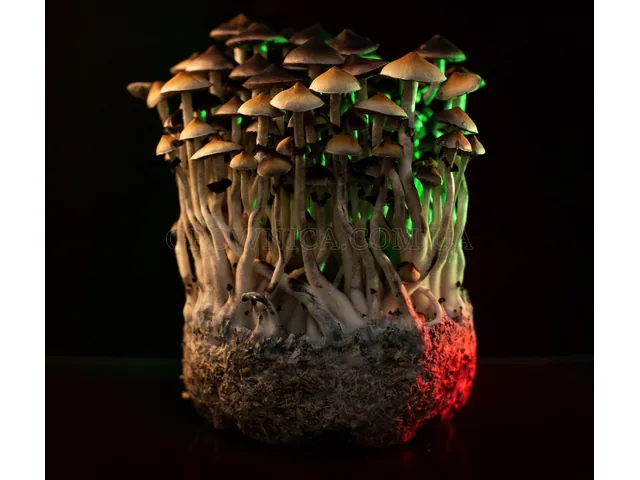 Спорові відбитки Cubensis Lipa Thai