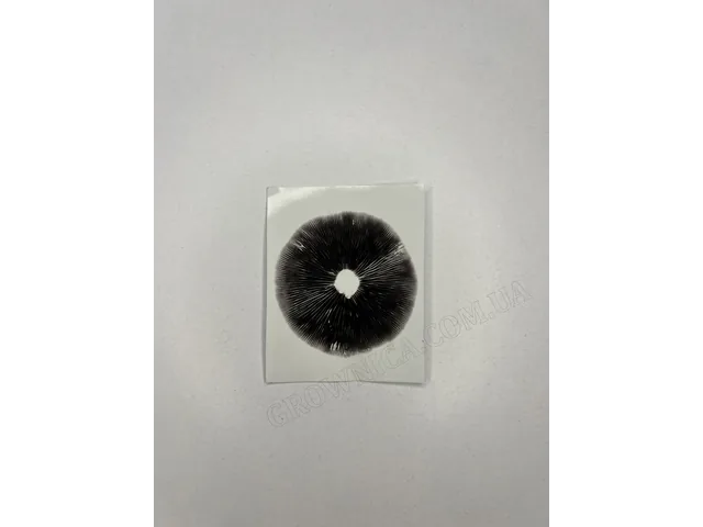 Зерновий субстрат зі споровим відбитком Cubensis