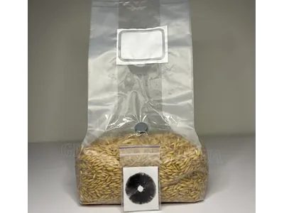 Зерновий субстрат зі споровим відбитком Cubensis