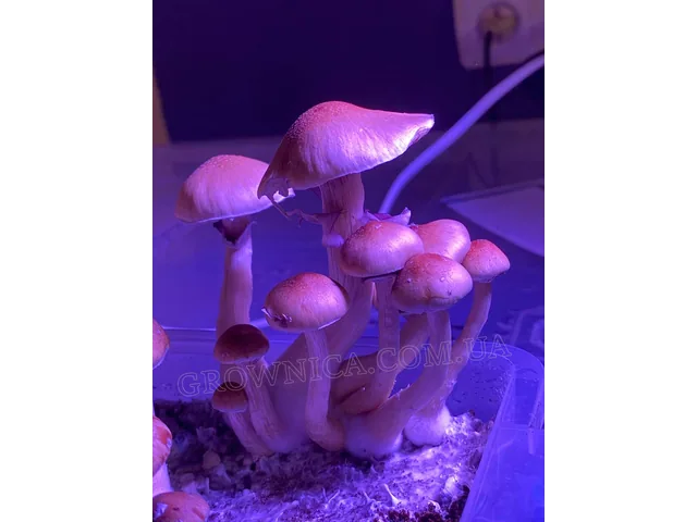 Спорові відбитки Cubensis Malabar