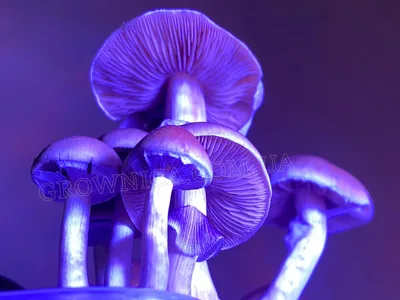 Спорові відбитки Cubensis Malabar