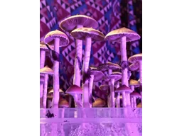 Спорові відбитки Cubensis Malabar