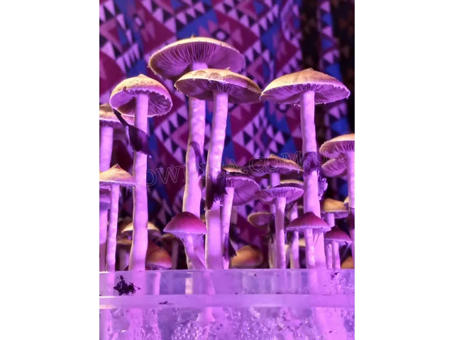 Спорові відбитки Cubensis Malabar