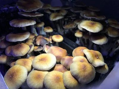 Спорові відбитки Cubensis Mazatapec
