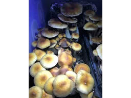 Спорові відбитки Cubensis Mazatapec