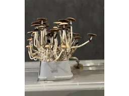 Спорові відбитки Cubensis Mckennaii