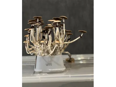 Спорові відбитки Cubensis Mckennaii