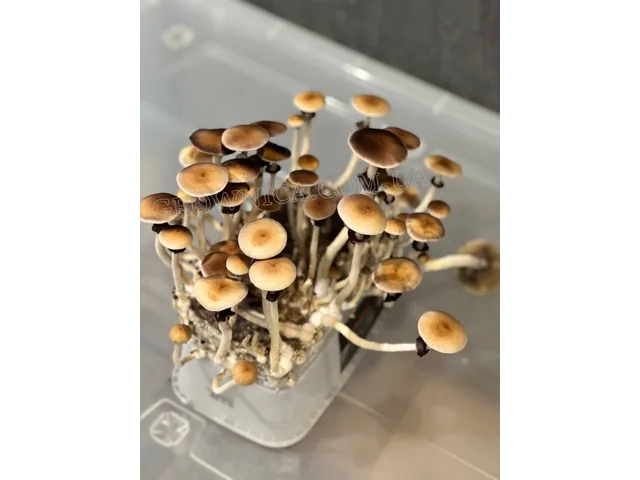 Спорова взвісь грибів Cubensis