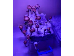 Спорові відбитки Cubensis Mckennaii