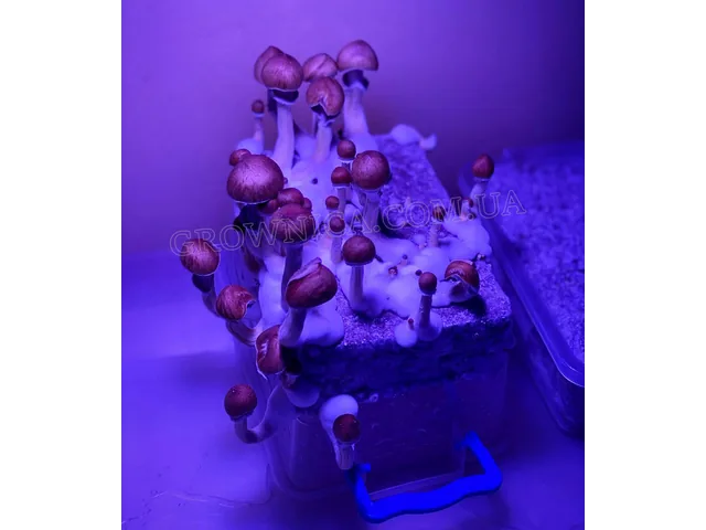 Спорові відбитки Cubensis Mckennaii