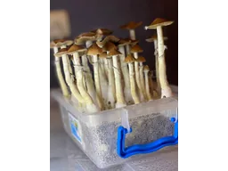 Спорові відбитки Cubensis Mckennaii