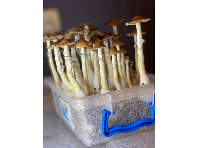 Спорові відбитки Cubensis Mckennaii
