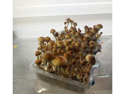 Спорові відбитки Cubensis Orissa