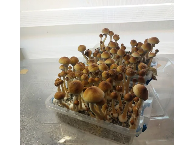 Спорові відбитки Cubensis Orissa