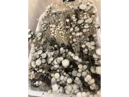 Спорові відбитки Panaeolus TTBVI