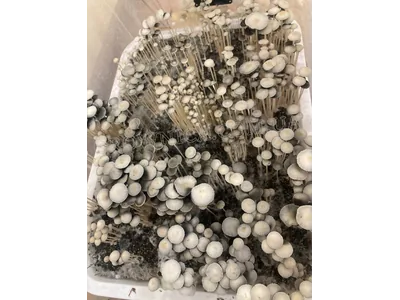 Спорові відбитки Panaeolus TTBVI