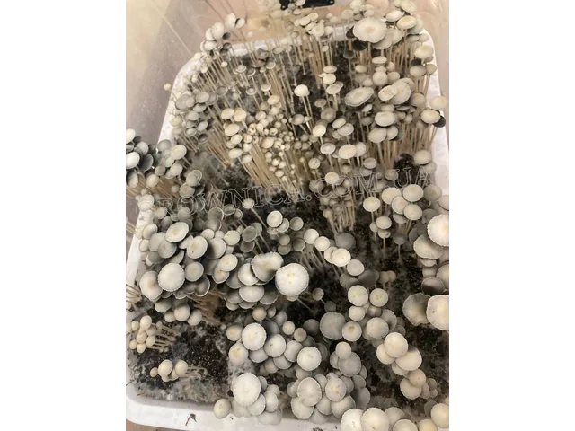 Рідкий міцелій грибів Panaeolus