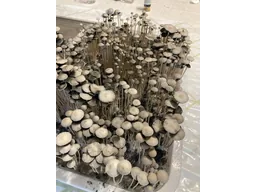 Спорові відбитки Panaeolus TTBVI