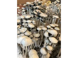 Спорові відбитки Panaeolus TTBVI