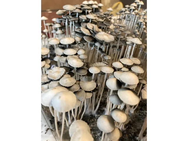 Спорові відбитки Panaeolus TTBVI